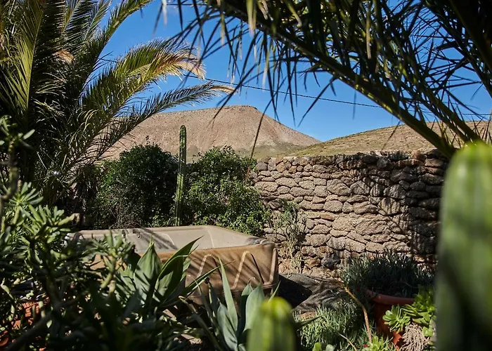 Palmeras Canarias