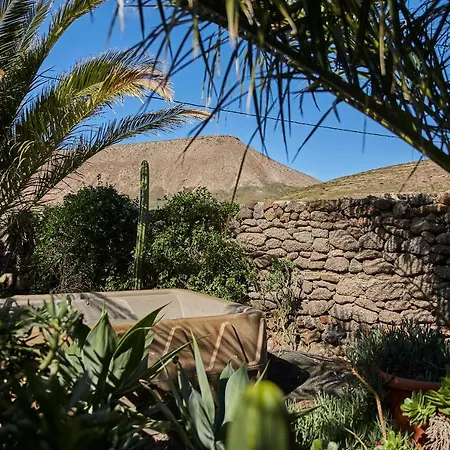 Palmeras Canarias