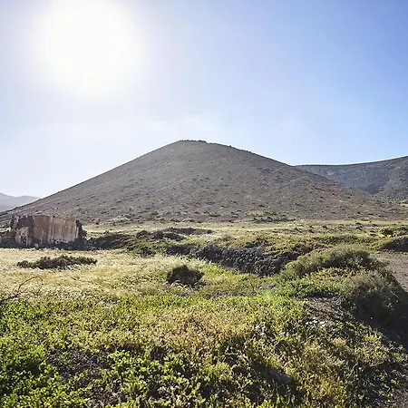 Palmeras Canarias Casa de Campo Uga