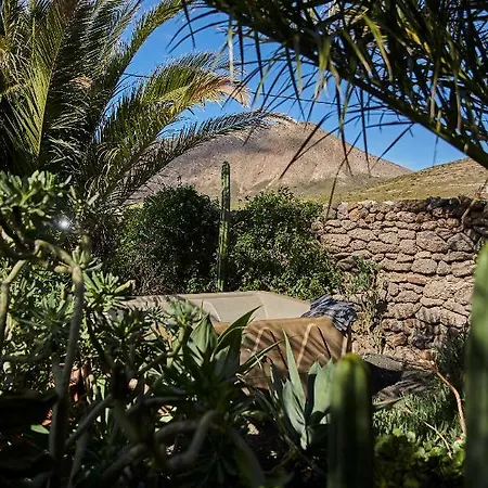 Palmeras Canarias Casa de Campo